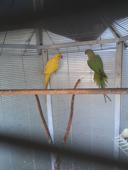 Vand pereche Micul Alexandru