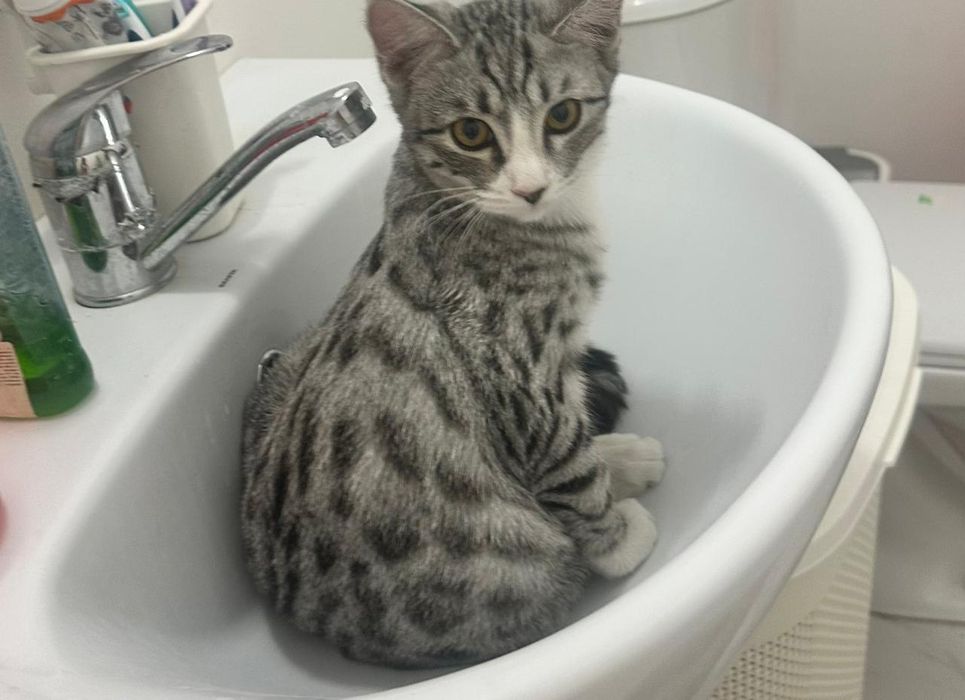 Отдам котят в хорошие руки