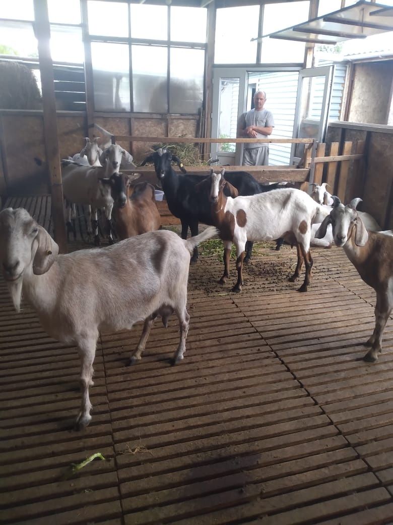 Продам дойных коз