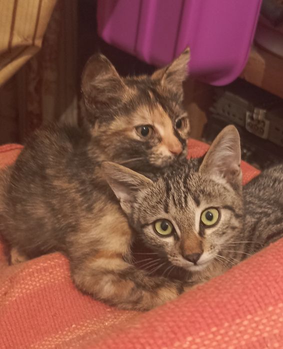 Котя-котечка мальчик!