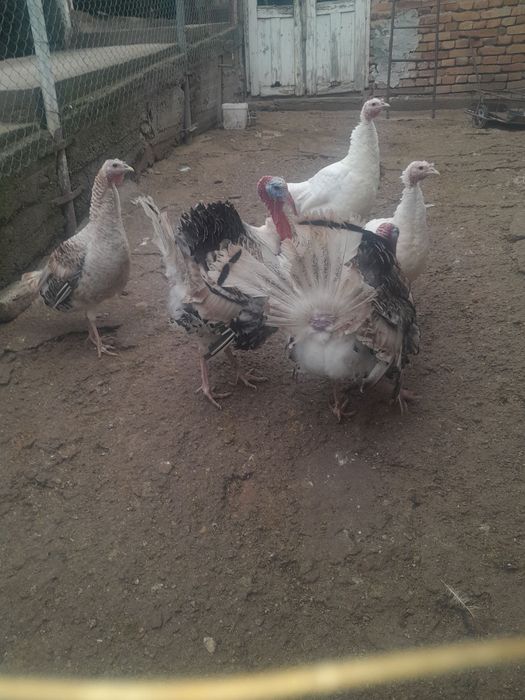 Праодавам Домашни пуйки