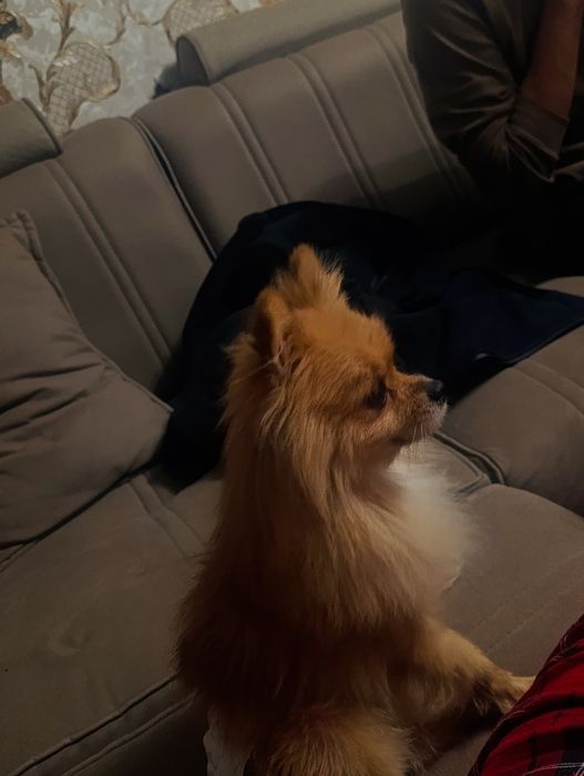 Kuchuk  soru  pomeranion