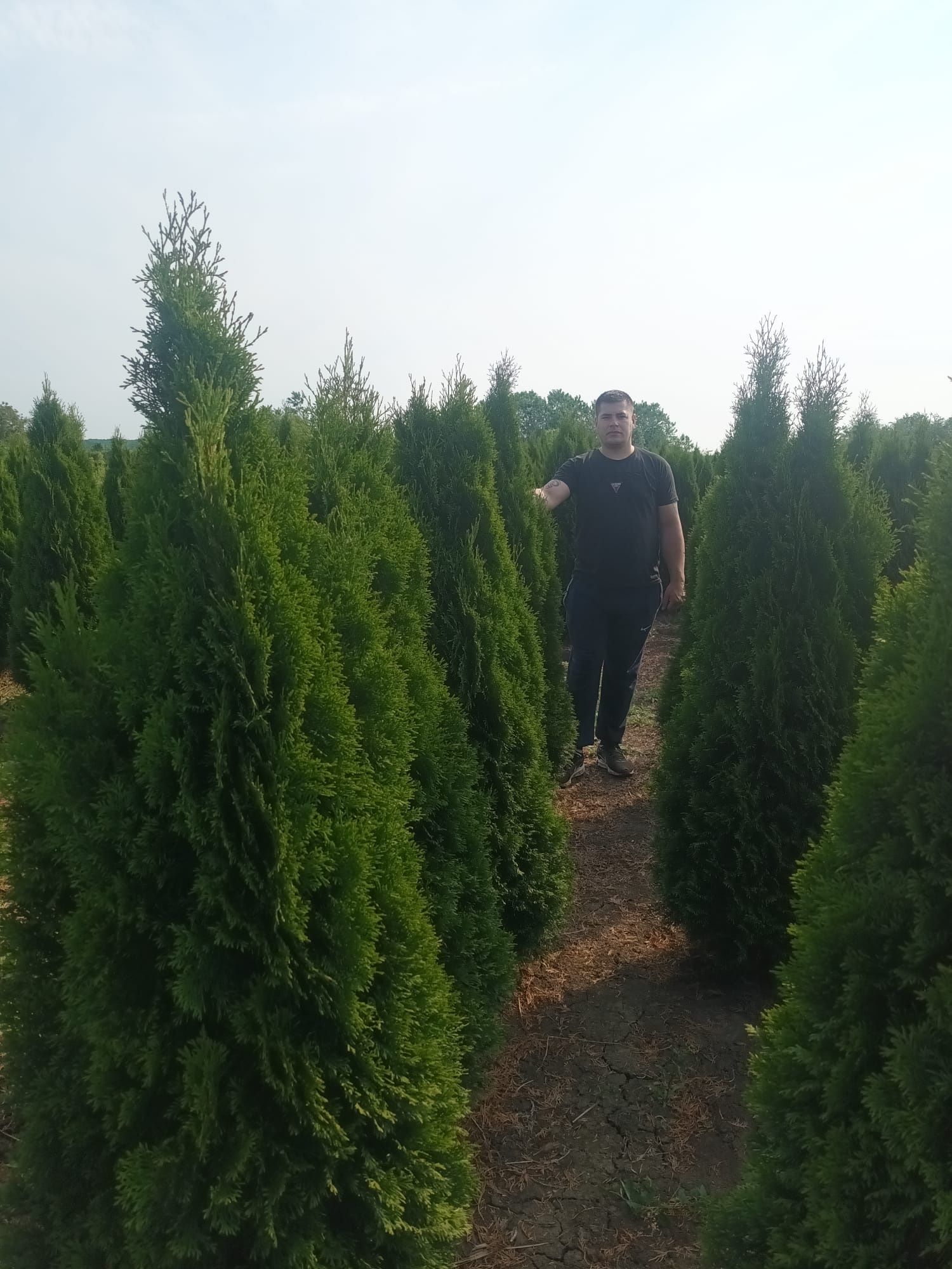 Vând tuia thuja smaragd occidentalis