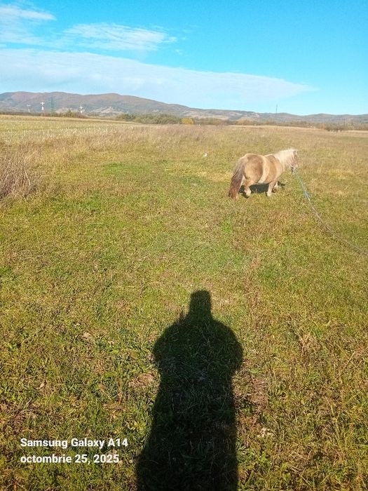 Cal de vanzare Nalatvad Ion Batalan