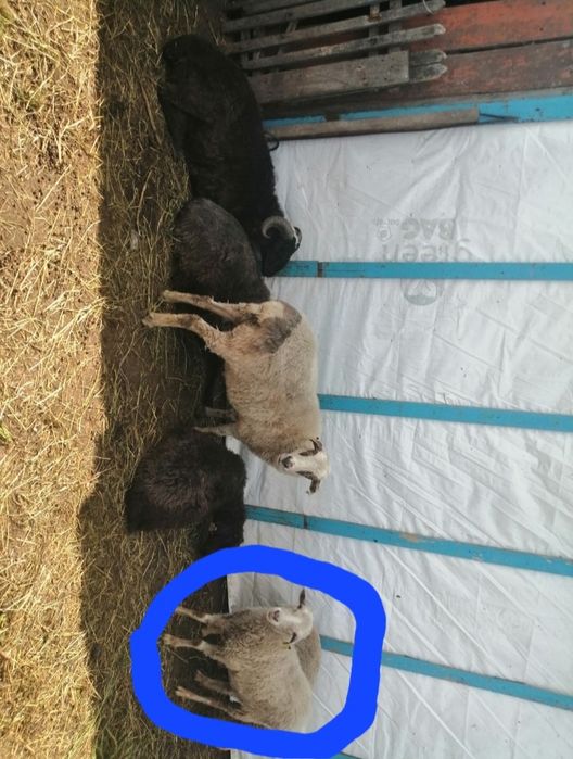 Продам барана на откорме
