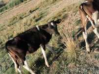 Vand o vaca si doi vitei