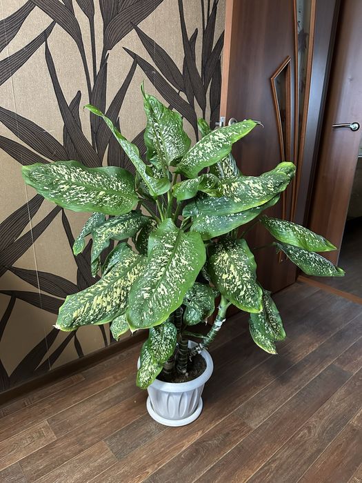 Продается диффенбахия