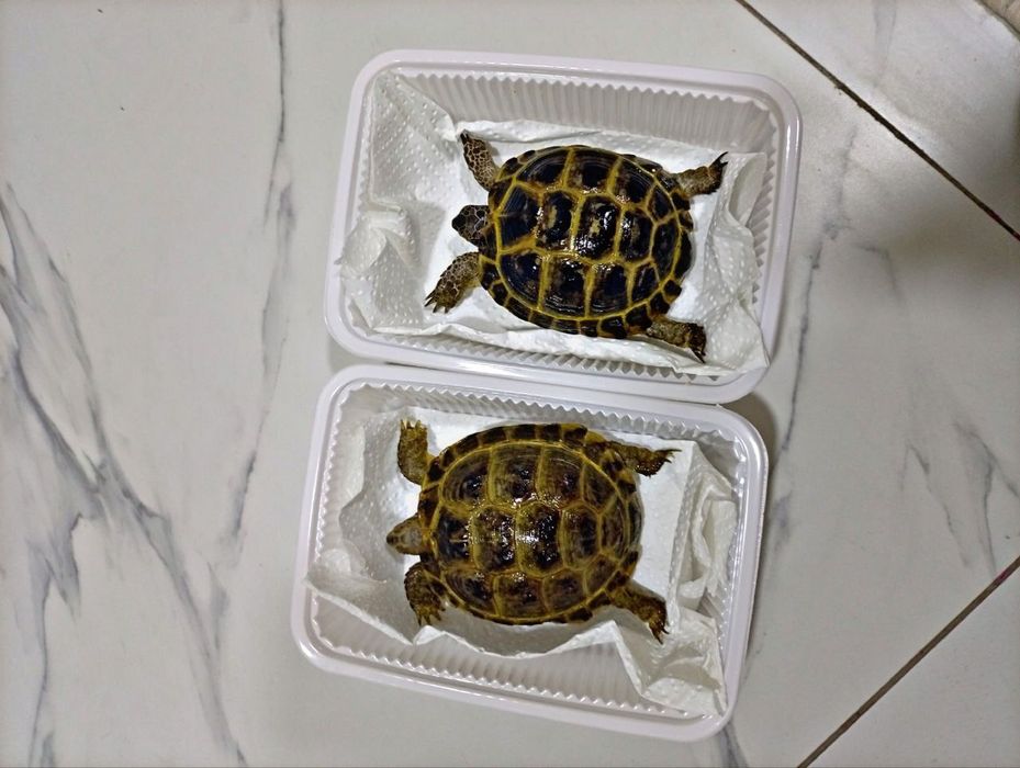 Toshbaqa sotiladi! (Продается черепашки!)