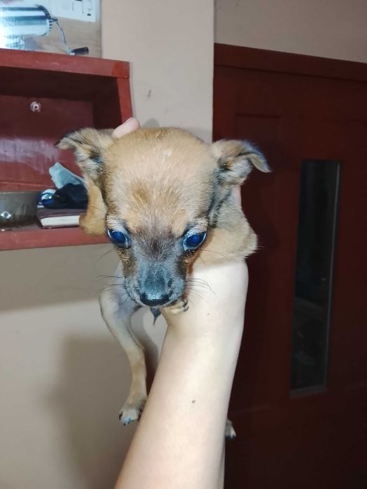 Здравейте, продавам тези две сладки пинчерчета