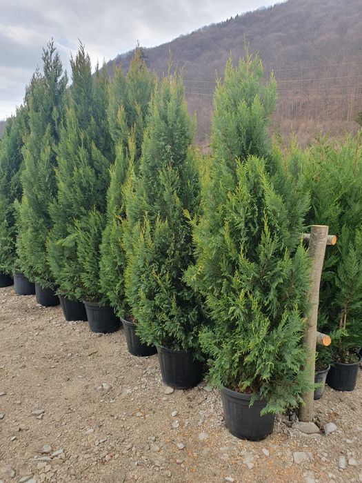 Leylandii 2.3m - 2.5m/ calitate premium/ la cel mai mic preț