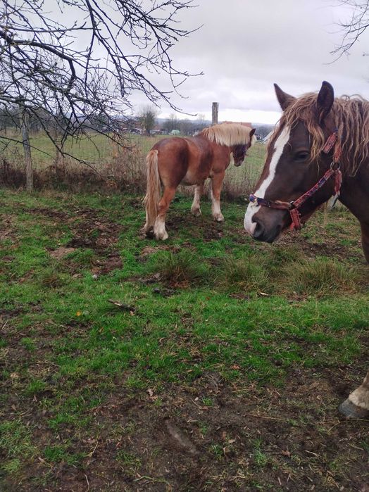 Vând sau schimb cai