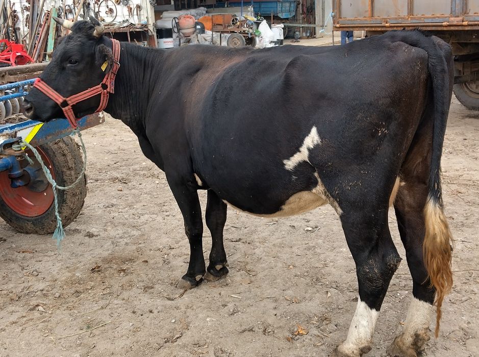 Vaca cu lapte gestantă