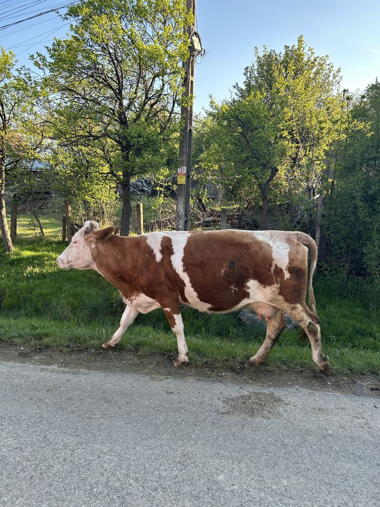 Vaca de vanzare