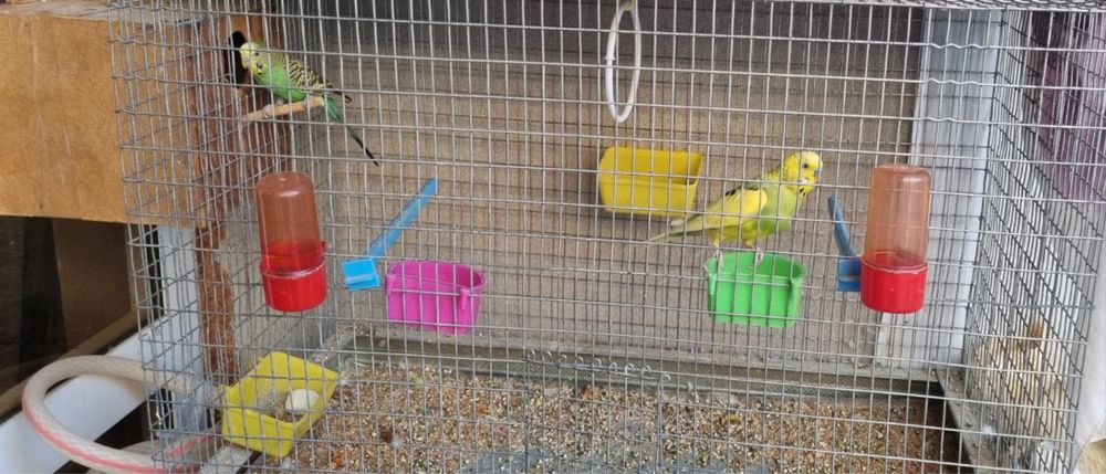 1 juft papugay uyi blan birgalikda