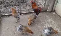 Oua Araucana pentru incubat