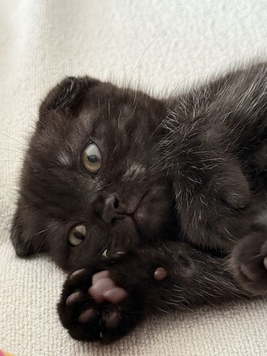 Отдадим кошечку в добрые руки