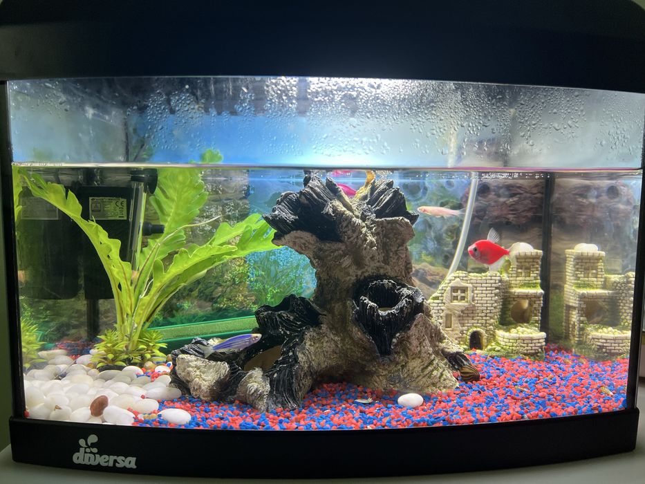 Acvariu negru 24 litri