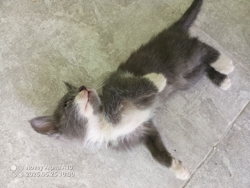 Tom mushugimz sotiladi