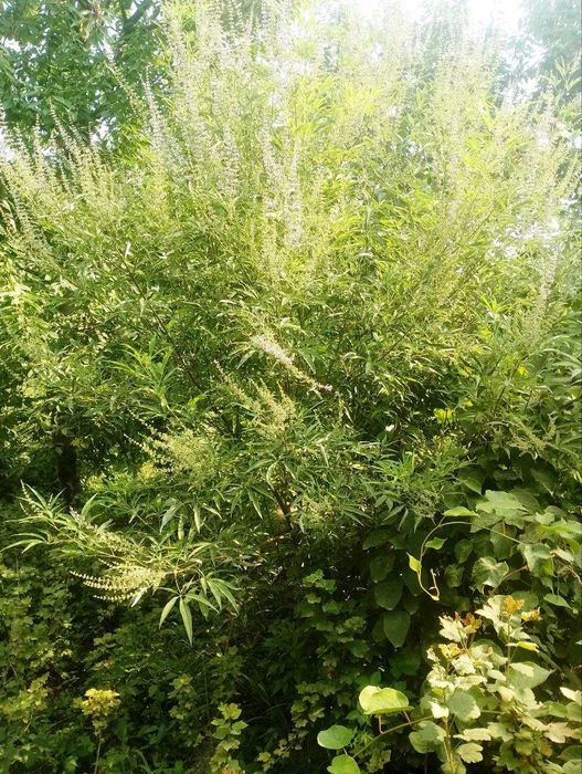 Муқаддас Витекс - Марям дарахти - Витекс священный - Авраамово дерево