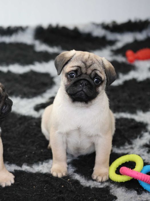 Mops Pug cu pedigree canisa Dogisland autorizata