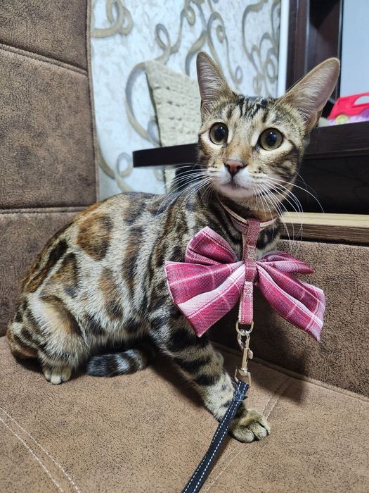 Bengal mushuk srochno sotiladi