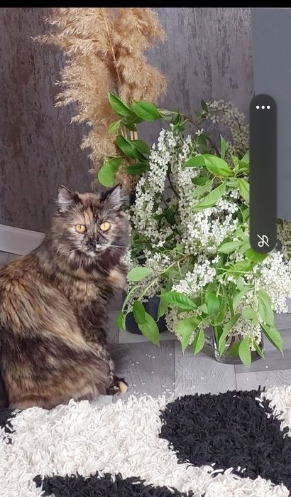 Отдам кошку в добрые руки