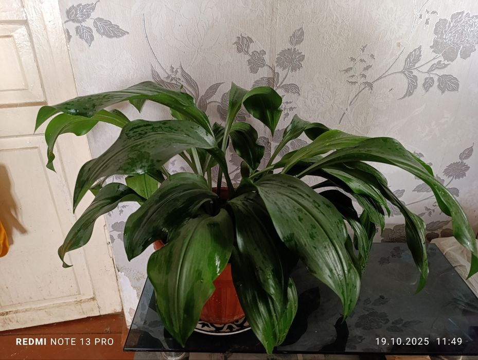 Эухарис - Амазонские лилии.