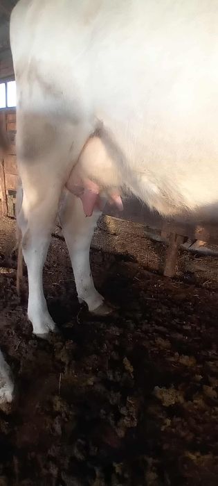 Vând vaca cu vitea.