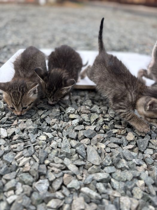 Котята ищум дом и хороших хозяев