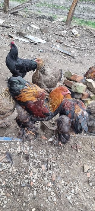 Vând pui brahma alb, cocosi brahma potarnichiu , barboase de anverzi