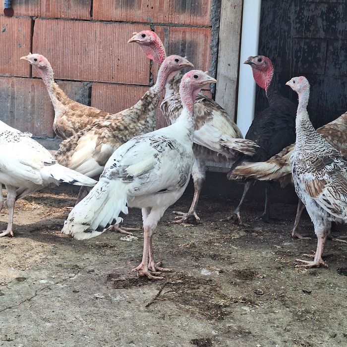 Vând pui de curca Românești