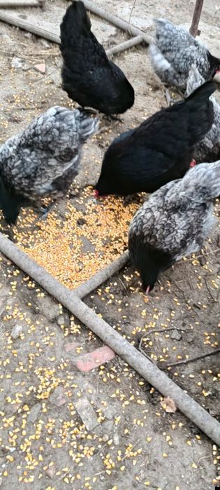 Vind găini rasa australop