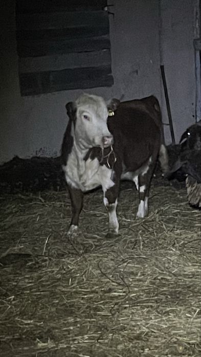 Продам телочек 1.5 годовалые