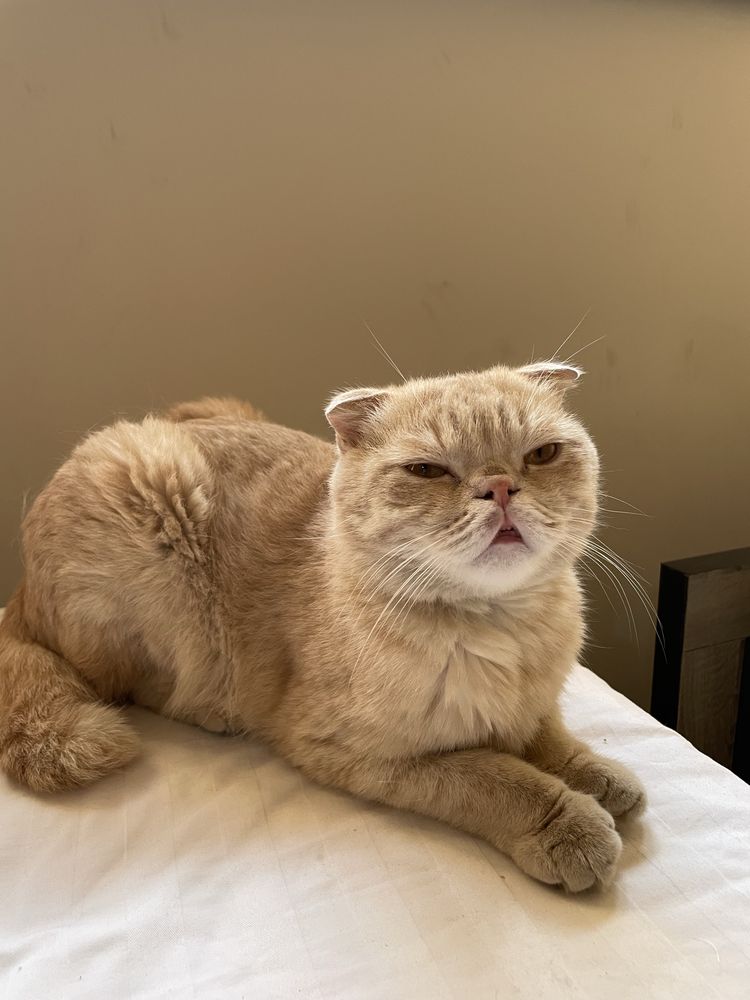 Mushuk Scottish Fold Sotiladi