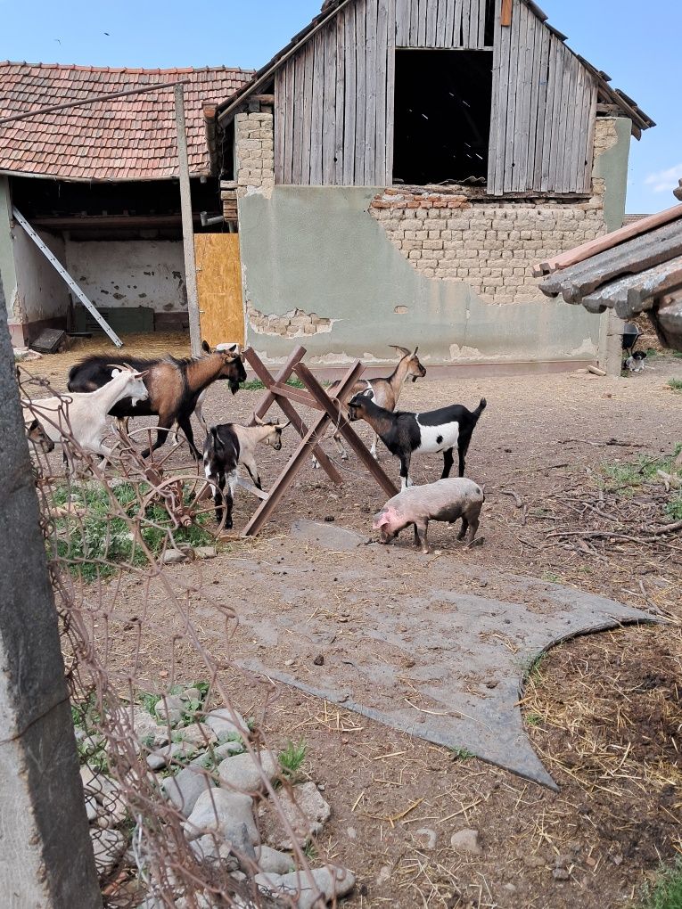Țap și iezi de vanzare