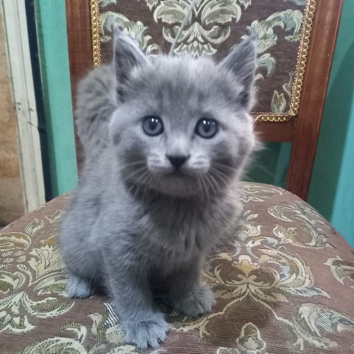 Кисуля красотуля .Скидка