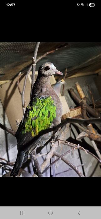 Turturele aripa verde