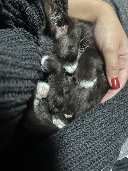 Отдам котенка в добрые руки. Предположительно девочка. Ласковая