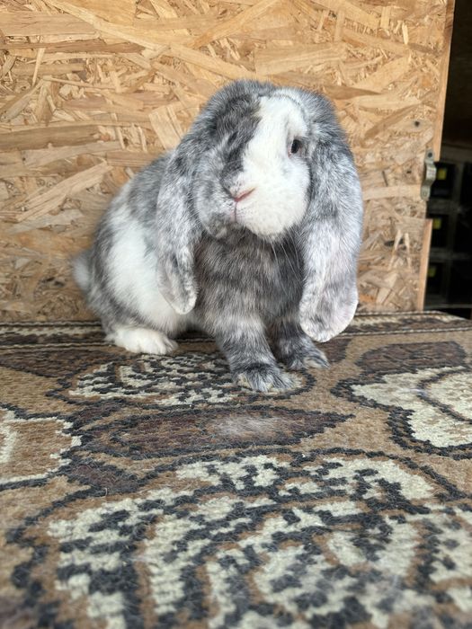 Iepuri berbec german