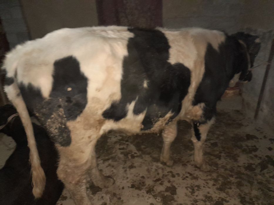 Mol sotiladi  kelishilgan holda sotiladi mol kami bor