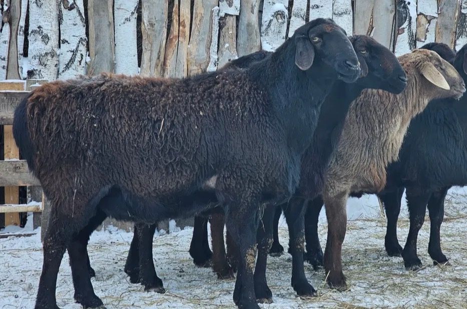 Едильбаевские овцематки на племя