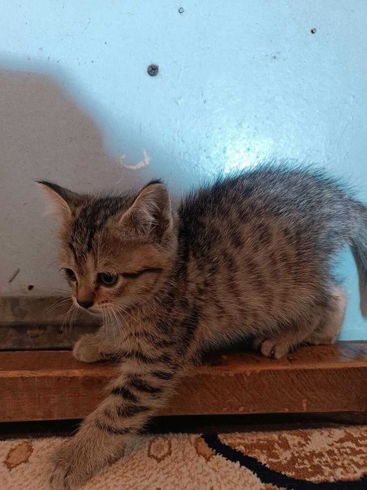 Котенок девочка, полупородистая, 2 месяца