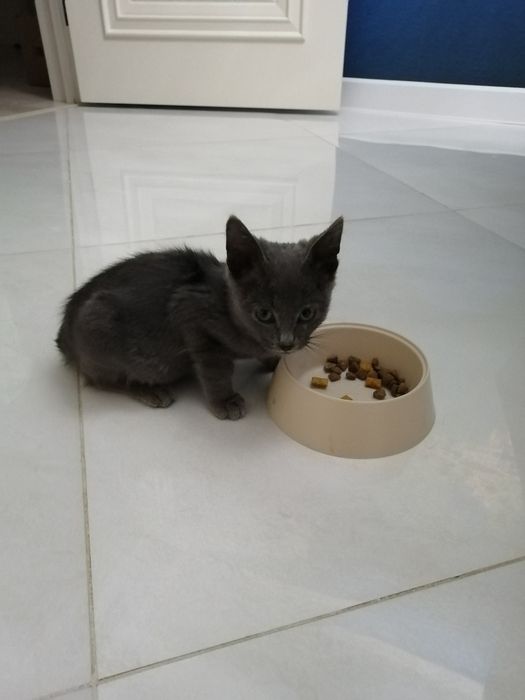 Отдам котёнка мальчика в добрые руки