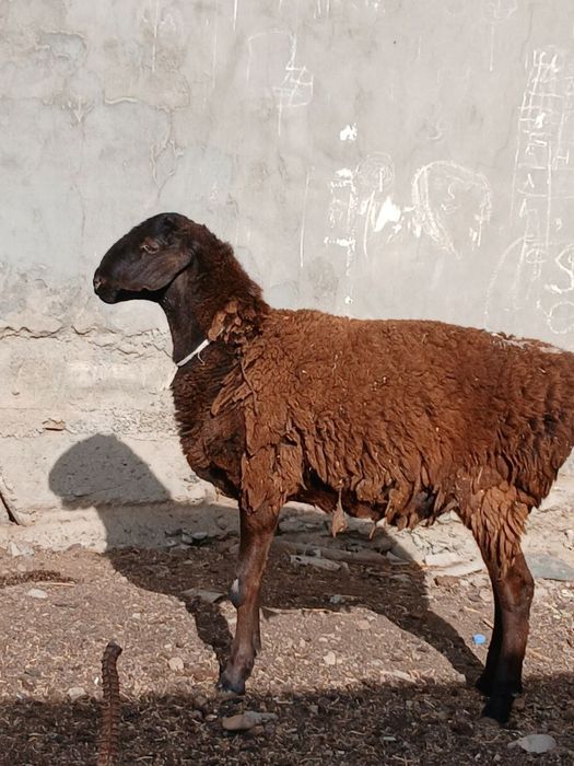 Катта кочкор сотилади