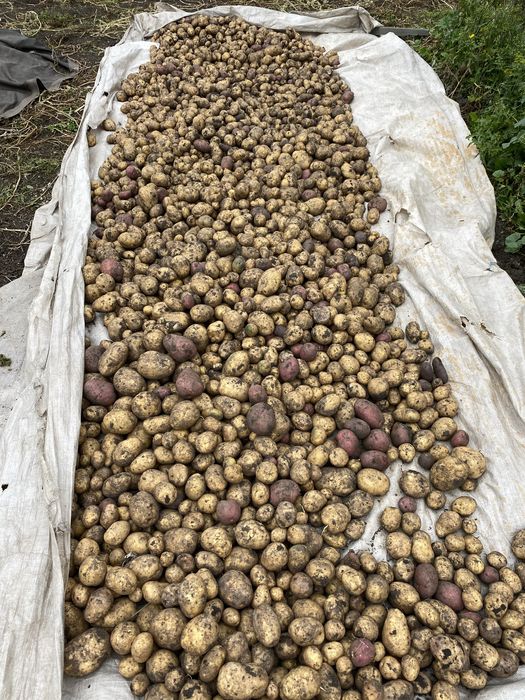 Продам Макинскую картошку