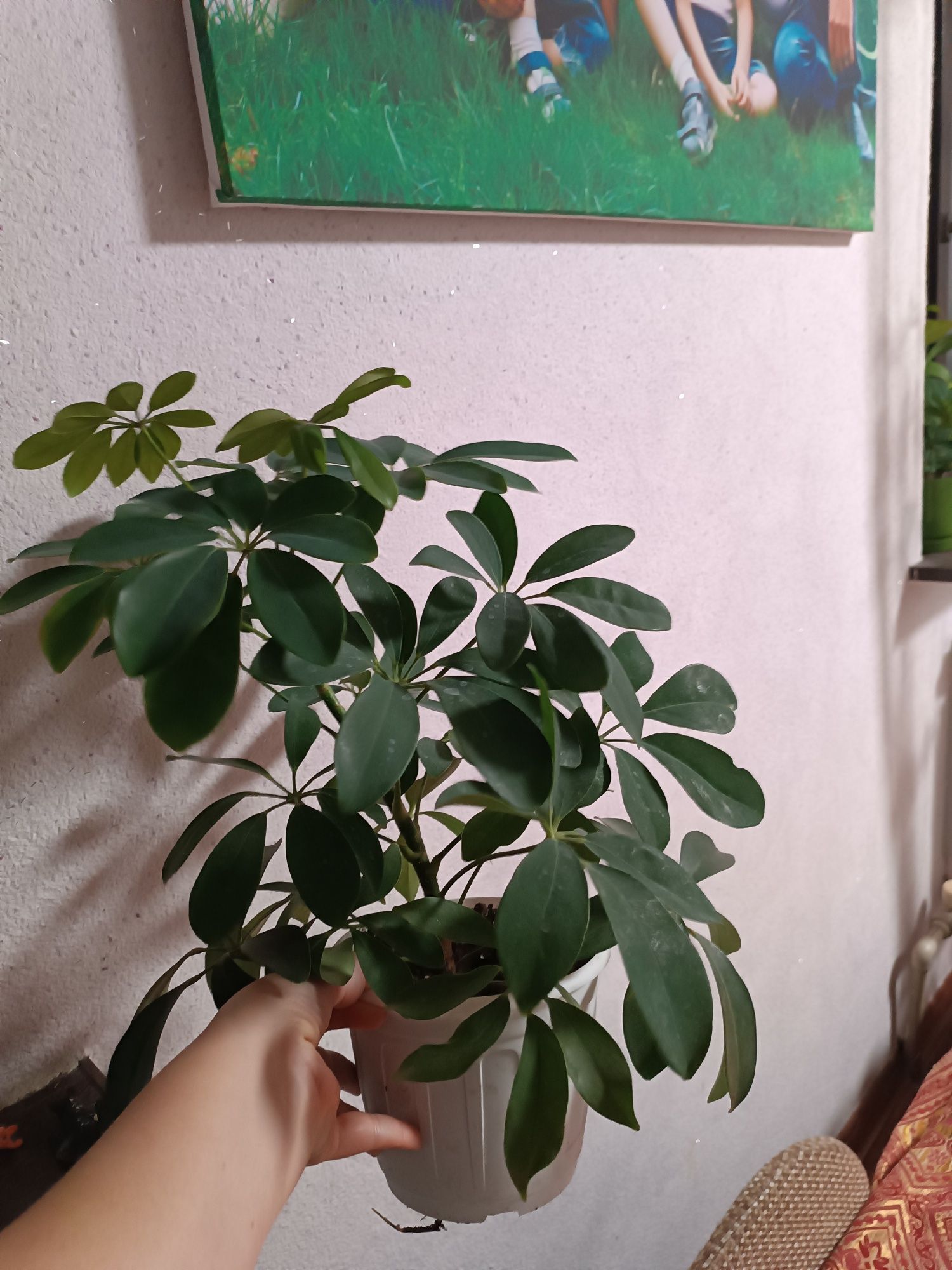 Шефлера, молодое здоровое растение