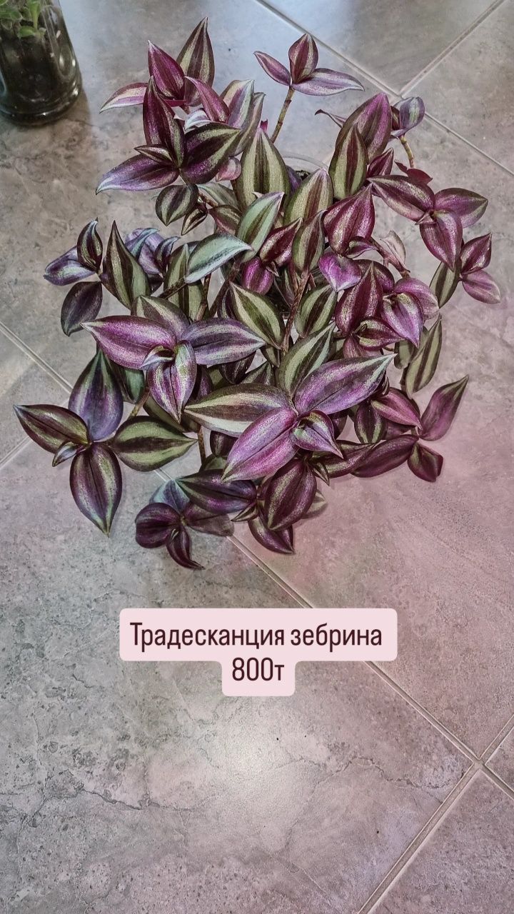 Фикусы разные , юкка и диффенбахия.Цветы для дома и офиса