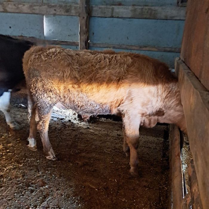 Продам бычок подсосный