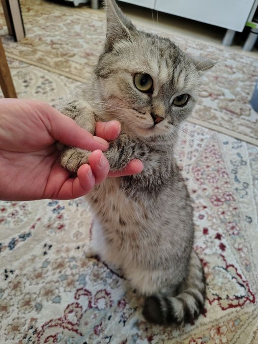 Отдам кошечку в добрые руки