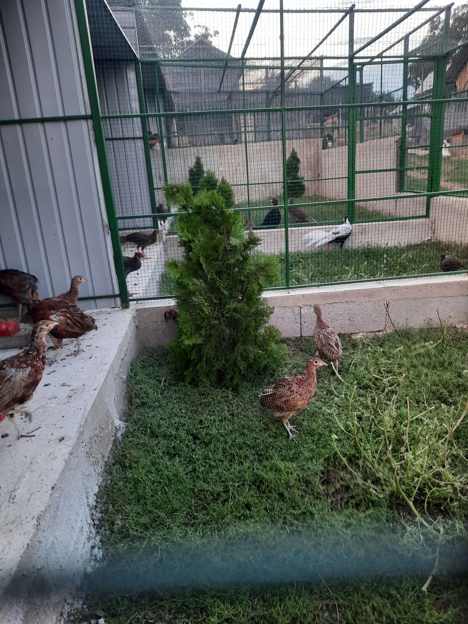 Fazani exotici si rațe